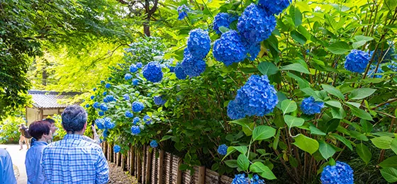 観光協会・地域DMO